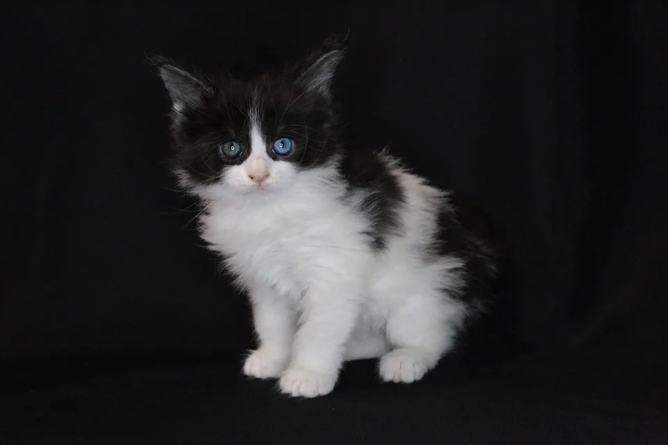 Кошеня мейн-кун у новому домі — перші дні та список покупок