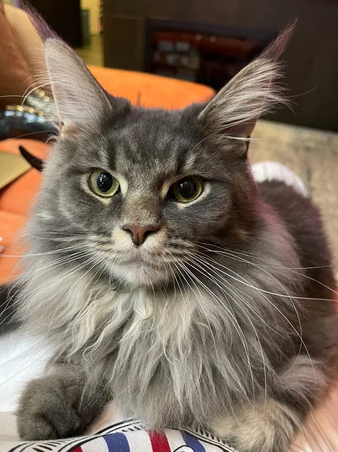 Benjamin — Maine Coon kitten, blue classic tabby, UkrFenix cattery, Kyiv — photo 1