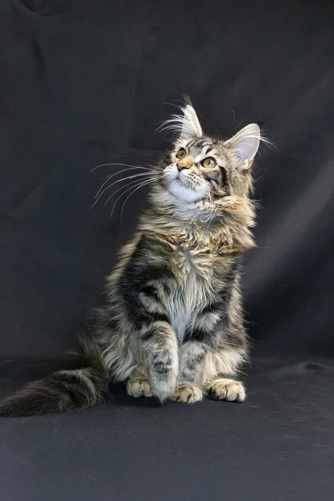 Alexa is amazing — Maine Coon kitten, black classic tabby, UkrFenix cattery, Kyiv — photo 1