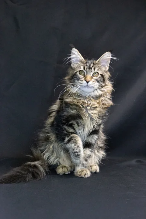 Alexa is amazing — Maine Coon kitten, black classic tabby, UkrFenix cattery, Kyiv — photo 2