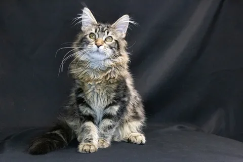 Alexa is amazing — Maine Coon kitten, black classic tabby, UkrFenix cattery, Kyiv — photo 3