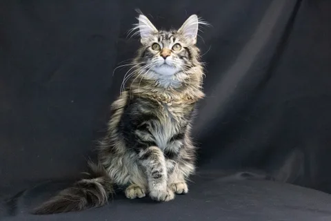 Alexa is amazing — Maine Coon kitten, black classic tabby, UkrFenix cattery, Kyiv — photo 4