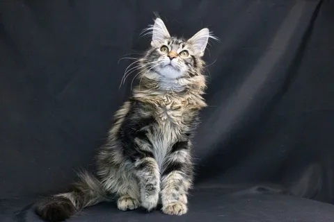 Alexa is amazing — Maine Coon kitten, black classic tabby, UkrFenix cattery, Kyiv — photo 5