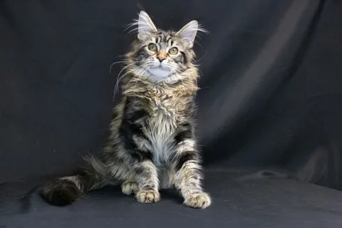 Alexa is amazing — Maine Coon kitten, black classic tabby, UkrFenix cattery, Kyiv — photo 6