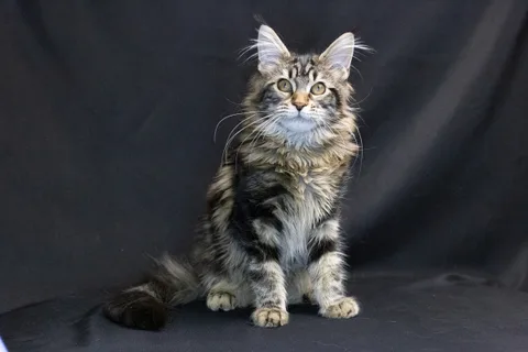 Alexa is amazing — Maine Coon kitten, black classic tabby, UkrFenix cattery, Kyiv — photo 7