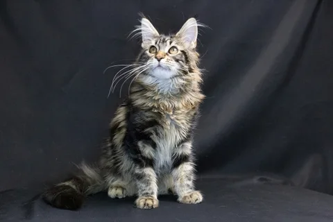 Alexa is amazing — Maine Coon kitten, black classic tabby, UkrFenix cattery, Kyiv — photo 8
