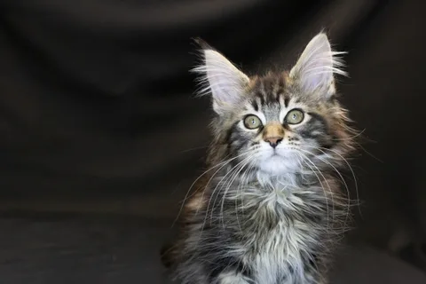 Alexa is amazing — Maine Coon kitten, black classic tabby, UkrFenix cattery, Kyiv — photo 9
