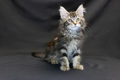 Alexa is amazing — Maine Coon kitten, black classic tabby, UkrFenix cattery, Kyiv — photo 10