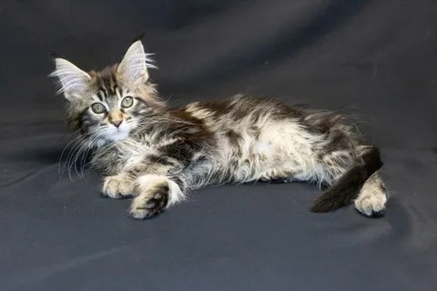 Alexa is amazing — Maine Coon kitten, black classic tabby, UkrFenix cattery, Kyiv — photo 11
