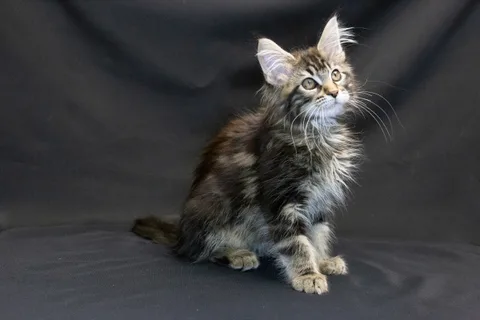 Alexa is amazing — Maine Coon kitten, black classic tabby, UkrFenix cattery, Kyiv — photo 12