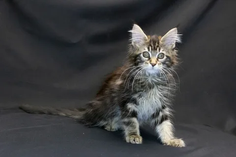 Alexa is amazing — Maine Coon kitten, black classic tabby, UkrFenix cattery, Kyiv — photo 13