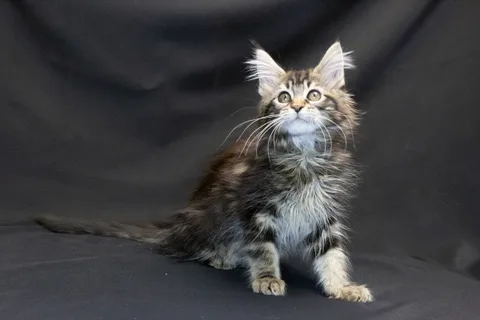 Alexa is amazing — Maine Coon kitten, black classic tabby, UkrFenix cattery, Kyiv — photo 14