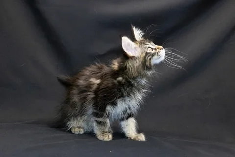Alexa is amazing — Maine Coon kitten, black classic tabby, UkrFenix cattery, Kyiv — photo 15