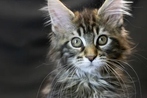 Alexa is amazing — Maine Coon kitten, black classic tabby, UkrFenix cattery, Kyiv — photo 16