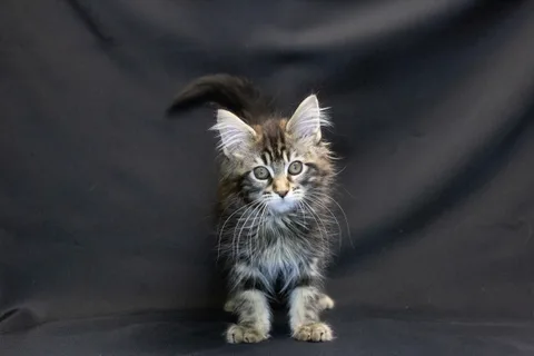 Alexa is amazing — Maine Coon kitten, black classic tabby, UkrFenix cattery, Kyiv — photo 17