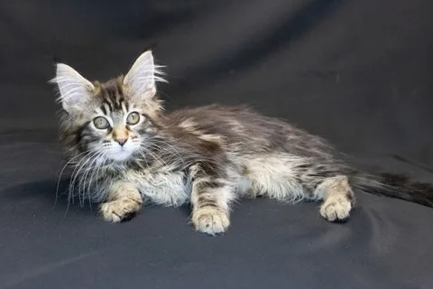 Alexa is amazing — Maine Coon kitten, black classic tabby, UkrFenix cattery, Kyiv — photo 18