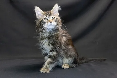 Alexa is amazing — Maine Coon kitten, black classic tabby, UkrFenix cattery, Kyiv — photo 19