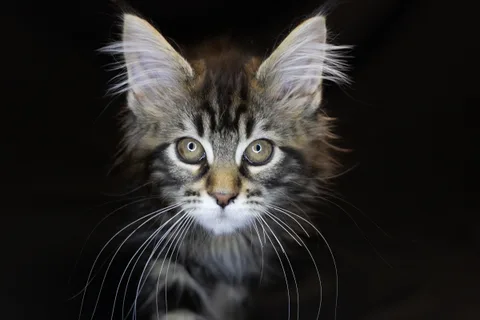Alexa is amazing — Maine Coon kitten, black classic tabby, UkrFenix cattery, Kyiv — photo 20