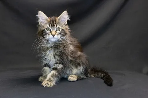 Alexa is amazing — Maine Coon kitten, black classic tabby, UkrFenix cattery, Kyiv — photo 21