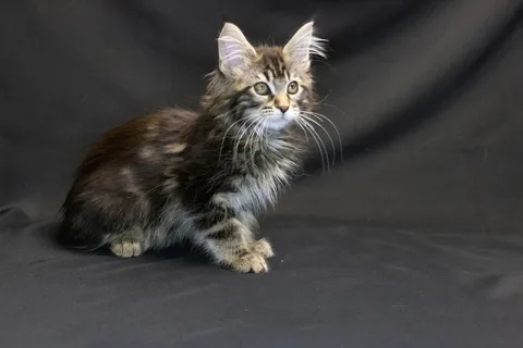 Alexa is amazing — Maine Coon kitten, black classic tabby, UkrFenix cattery, Kyiv — photo 22