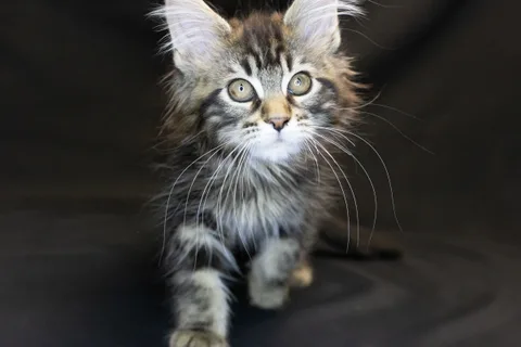 Alexa is amazing — Maine Coon kitten, black classic tabby, UkrFenix cattery, Kyiv — photo 23