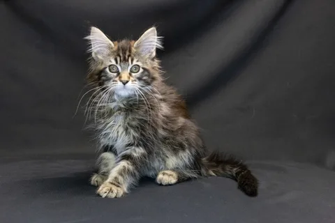 Alexa is amazing — Maine Coon kitten, black classic tabby, UkrFenix cattery, Kyiv — photo 24