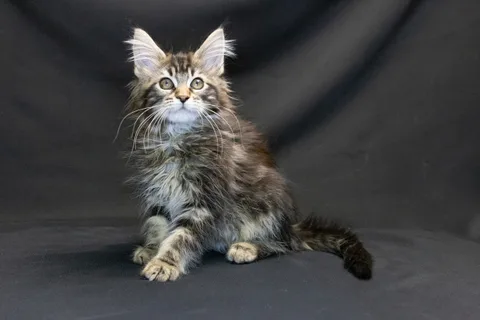 Alexa is amazing — Maine Coon kitten, black classic tabby, UkrFenix cattery, Kyiv — photo 25