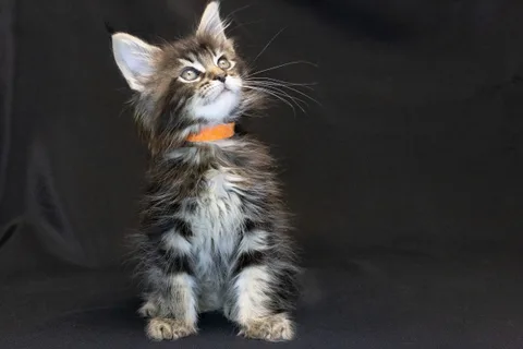 Alexa is amazing — Maine Coon kitten, black classic tabby, UkrFenix cattery, Kyiv — photo 26