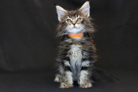 Alexa is amazing — Maine Coon kitten, black classic tabby, UkrFenix cattery, Kyiv — photo 27