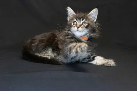Alexa is amazing — Maine Coon kitten, black classic tabby, UkrFenix cattery, Kyiv — photo 28