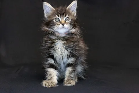 Alexa is amazing — Maine Coon kitten, black classic tabby, UkrFenix cattery, Kyiv — photo 29