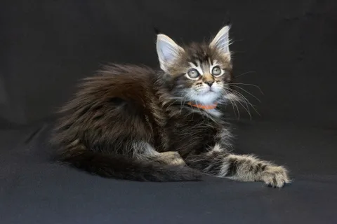 Alexa is amazing — Maine Coon kitten, black classic tabby, UkrFenix cattery, Kyiv — photo 30