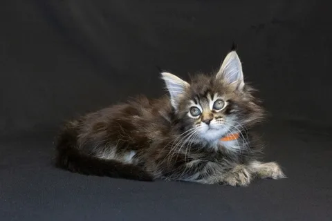 Alexa is amazing — Maine Coon kitten, black classic tabby, UkrFenix cattery, Kyiv — photo 31