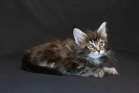 Alexa is amazing — Maine Coon kitten, black classic tabby, UkrFenix cattery, Kyiv — photo 32