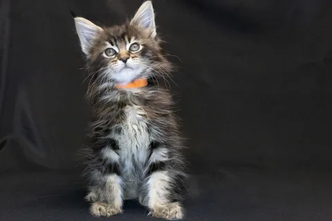 Alexa is amazing — Maine Coon kitten, black classic tabby, UkrFenix cattery, Kyiv — photo 33