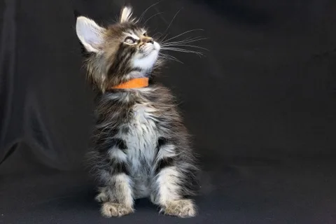 Alexa is amazing — Maine Coon kitten, black classic tabby, UkrFenix cattery, Kyiv — photo 34