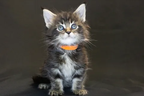 Alexa is amazing — Maine Coon kitten, black classic tabby, UkrFenix cattery, Kyiv — photo 35
