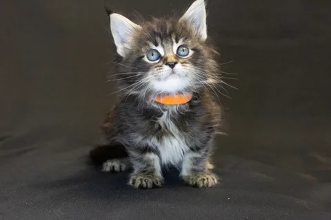 Alexa is amazing — Maine Coon kitten, black classic tabby, UkrFenix cattery, Kyiv — photo 36