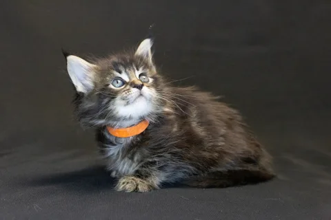 Alexa is amazing — Maine Coon kitten, black classic tabby, UkrFenix cattery, Kyiv — photo 37