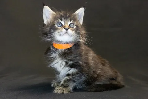 Alexa is amazing — Maine Coon kitten, black classic tabby, UkrFenix cattery, Kyiv — photo 38
