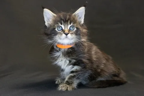 Alexa is amazing — Maine Coon kitten, black classic tabby, UkrFenix cattery, Kyiv — photo 39
