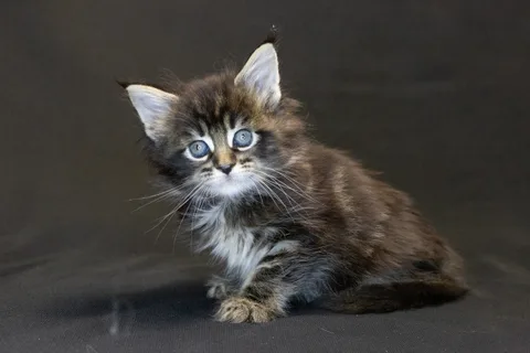 Alexa is amazing — Maine Coon kitten, black classic tabby, UkrFenix cattery, Kyiv — photo 40