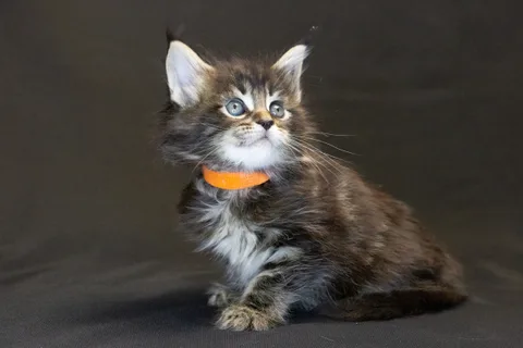 Alexa is amazing — Maine Coon kitten, black classic tabby, UkrFenix cattery, Kyiv — photo 41