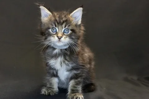 Amadeus the magnificent — кошеня мейн-кун, чорний мармуровий, розплідник UkrFenix, Київ — фото 1