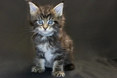 Amadeus the magnificent — кошеня мейн-кун, чорний мармуровий, розплідник UkrFenix, Київ — фото 2