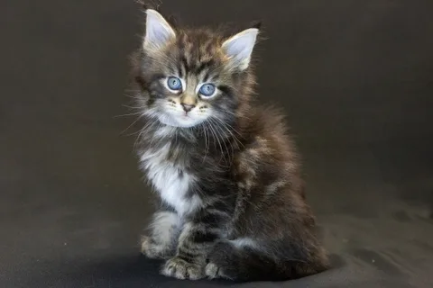Amadeus the magnificent — кошеня мейн-кун, чорний мармуровий, розплідник UkrFenix, Київ — фото 4