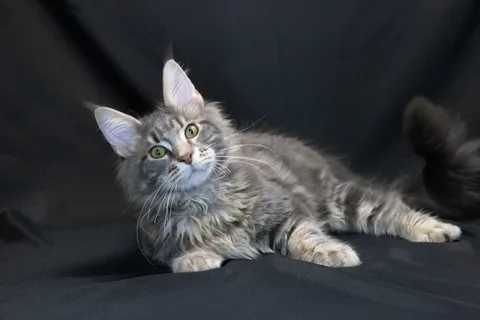 Caesar — кошеня мейн-кун, блакитний мармуровий, розплідник UkrFenix, Київ — фото 1