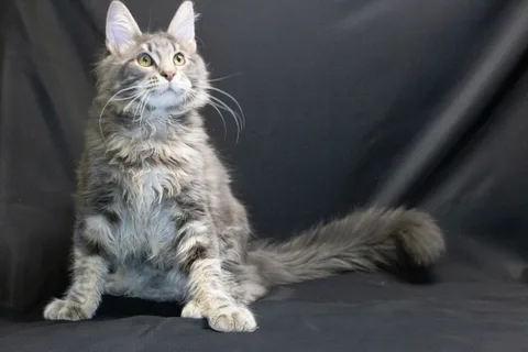 Caesar — кошеня мейн-кун, блакитний мармуровий, розплідник UkrFenix, Київ — фото 2