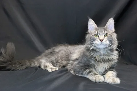 Caesar — кошеня мейн-кун, блакитний мармуровий, розплідник UkrFenix, Київ — фото 3