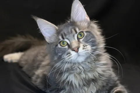 Caesar — кошеня мейн-кун, блакитний мармуровий, розплідник UkrFenix, Київ — фото 4
